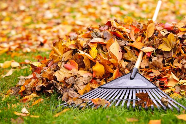 Cost of Fall Lawn Cleanup Service in Mount Vernon
