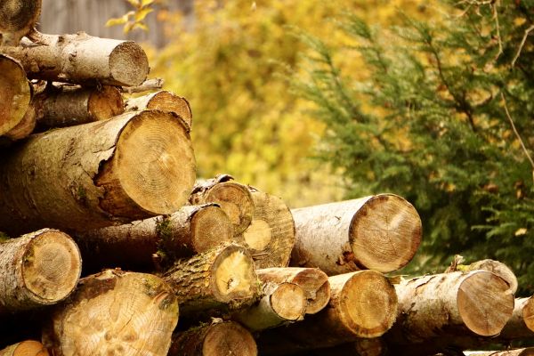 Cost of Wood Pile Removal in Mount Vernon