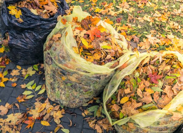 Cost of Yard Cleanup Service in Mount Vernon