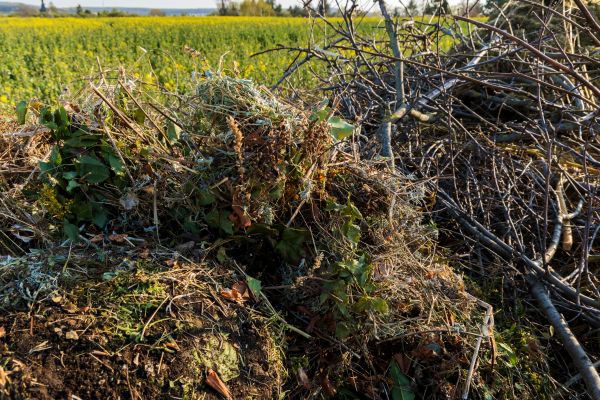 Cost of Brush Disposal in Mount Vernon