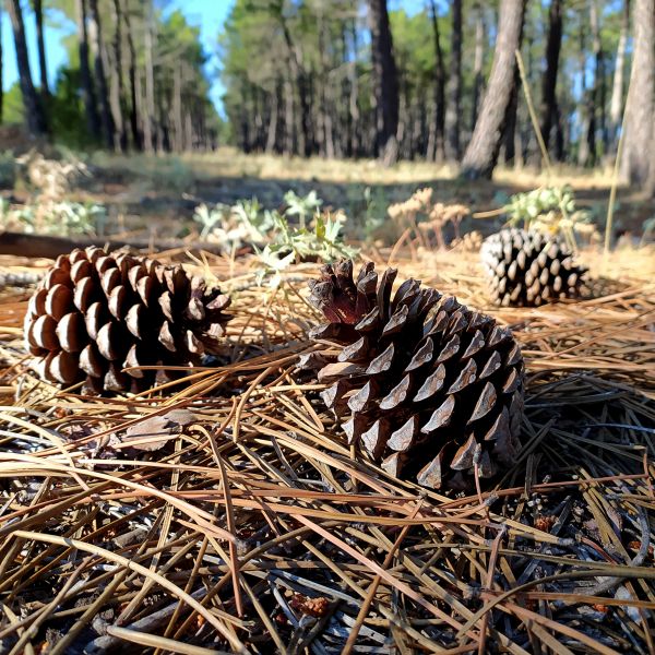 Cost of Pine Cone Removal in Mount Vernon