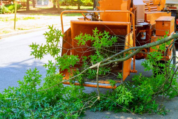 Cost of Tree Branches Removal in Mount Vernon