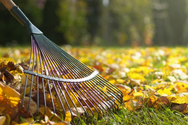 Cost of Leaf Removal in Mount Vernon