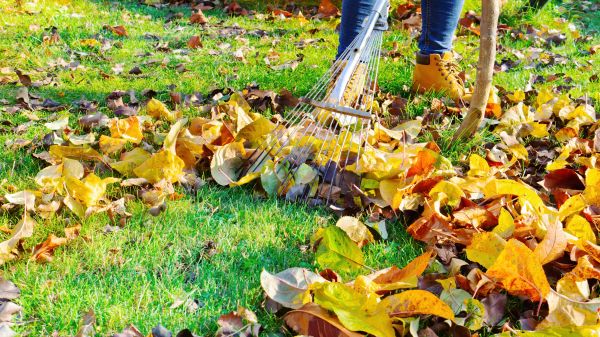 Cost of Lawn Cleanup Service in Mount Vernon